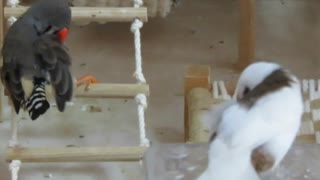 皆で毛づくろい　毛繕いキンカチョウ ジュウシマツ インコ