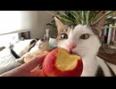 ざらざらの舌すりおろしりんご
