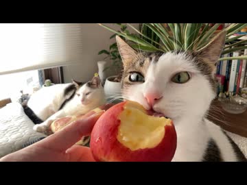 ざらざらの舌すりおろしりんご
