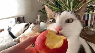 ざらざらの舌すりおろしりんご