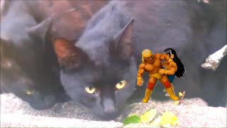 仲良しな黒猫たちとプロレスラー