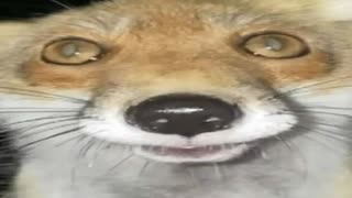 キツネのトップ５