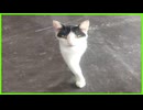 猫の実態 トップ１０