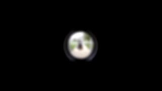 ブンブン動画