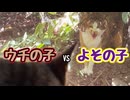 暑いのに よくやる…【よその子】【野良猫】
