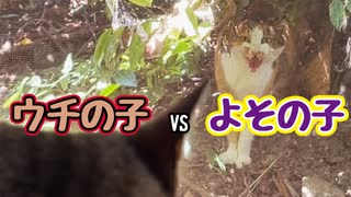 暑いのに よくやる…【よその子】【野良猫】