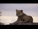 lioness resting on rock 06