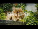 the king of beasts the lion carefully washes his paw