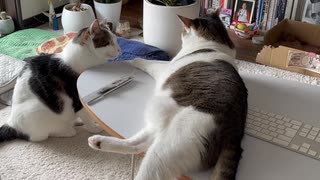 かまって欲しいから目障りなことする