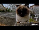 守護神