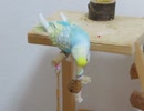 かじる→飽きて下に行く→ぼーっとするインコ キンカチョウとジュウシマツも映る