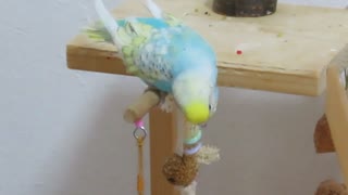 かじる→飽きて下に行く→ぼーっとするインコ キンカチョウとジュウシマツも映る