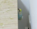へばりついているようなインコ きょろきょろするキンカチョウ2025年7月31日　ショート動画