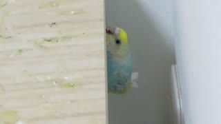 へばりついているようなインコ きょろきょろするキンカチョウ2025年7月31日　ショート動画