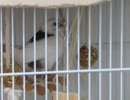 籠の中でつつくジュウシマツ 上でウトウトインコ＆キンカチョウ