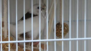 籠の中でつつくジュウシマツ 上でウトウトインコ＆キンカチョウ