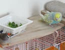 眠いが見つめ合う？インコとジュウシマツ　ショート動画
