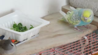 眠いが見つめ合う？インコとジュウシマツ　ショート動画
