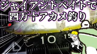ジャイアントベイトで四万十アカメ釣り（クラッシュゴースト、ワイルドビート）