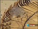 ホモビ撮影の知られざる苦労 ～クラゲに刺された編～