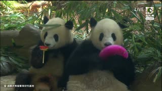 PandapiaLive_2025_7_31