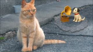 猫と蓄音機と犬