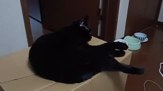 ねなおすこま