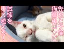 前足負傷子猫、里親トライアルが延期になる