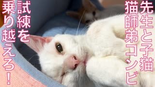 前足負傷子猫、里親トライアルが延期になる
