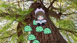 ミンミンゼミ　59分耐久