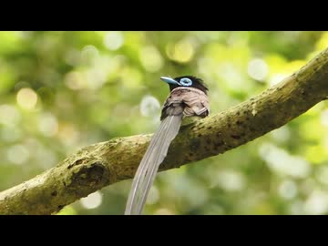 【ノーナレ動物動画】サンコウチョウ　Japanese Paradise Flycatcher【野鳥撮影】