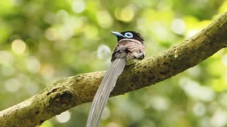 【ノーナレ動物動画】サンコウチョウ　Japanese Paradise Flycatcher【野鳥撮影】