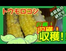 「収穫！収穫！収穫！！（トウモロコシ）」逆張り水耕栽培研究室rep.09
