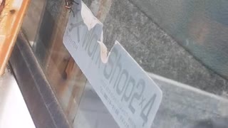 ハエの交尾