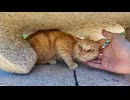 【癒しすぎ注意】石灯籠の下から出られない猫、撫で待ちの上目づかいが破壊力MAXｗ
