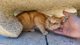 【癒しすぎ注意】石灯籠の下から出られない猫、撫で待ちの上目づかいが破壊力MAXｗ