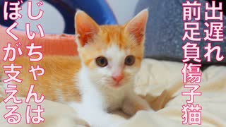 前足負傷子猫、リハビリおじいちゃんを支える