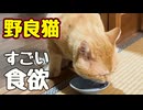 夏バテの心配なし！【野良猫】