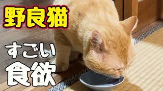 夏バテの心配なし！【野良猫】
