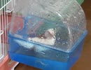 水浴びするジュウシマツと邪魔したいインコ