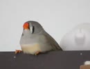 ウトウトキンカチョウ インコ