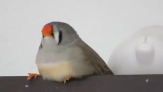 ウトウトキンカチョウ インコ