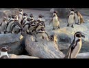 【東武動物公園】落ちちゃったペンギンさん【フンボルトペンギン】