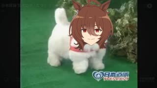 愛馬ロボ「タキ」