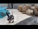 【小諸市動物園】ぱっくんのフンボルギーニ、からのキュッ【フンボルトペンギン】