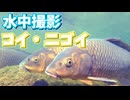 悠々と泳ぐコイたち【ちょっと濁った川の中】