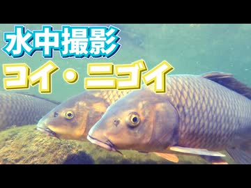 悠々と泳ぐコイたち【ちょっと濁った川の中】