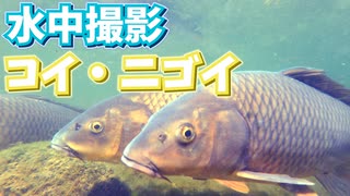 悠々と泳ぐコイたち【ちょっと濁った川の中】