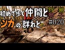 狩猟勢子動画＃020 初めて歩く仲間とシカの群れと