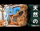 一緒にぬくぬく。天然ホッカイロ